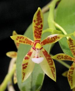 Phalaenopsis cornu-cervi