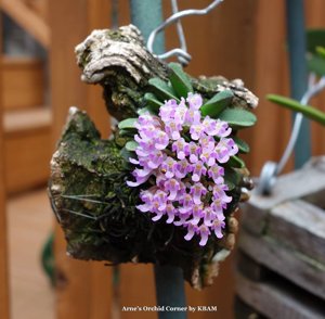 Schoenorchis fragrans