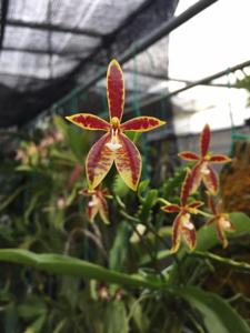 Phalaenopsis cornu-cervi