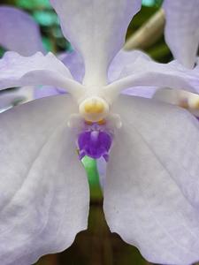 Vanda coerulea