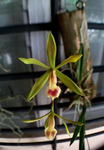 Encyclia oxypetala