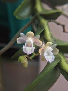 Pelatantheria ctenoglossum