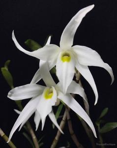 Dendrobium wilsonii