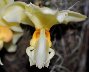 Stanhopea intermedia