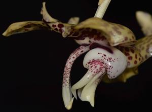 Stanhopea hernandezii