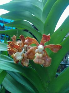 Vanda subconcolor