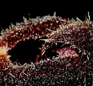 Dresslerella caesariata