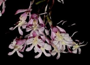 Epidendrum atacazoicum