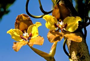 Cyrtochilum macranthum
