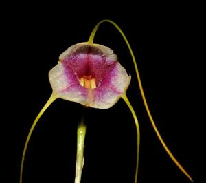 Masdevallia exquisita