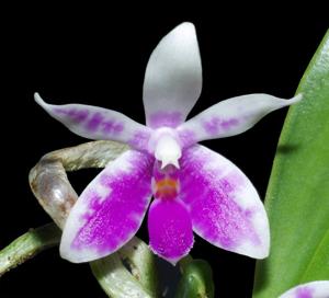 Phalaenopsis modesta