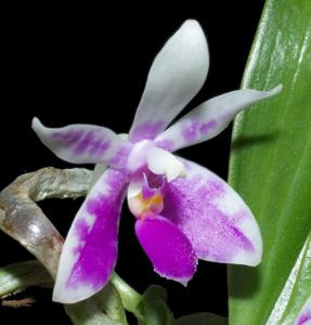 Phalaenopsis modesta