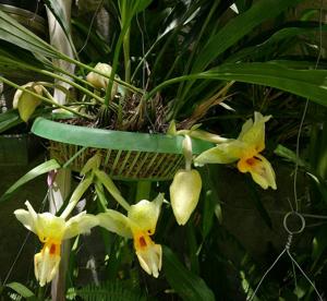 Stanhopea saccata