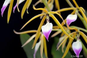 Prosthechea brassavolae