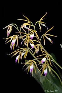 Prosthechea brassavolae