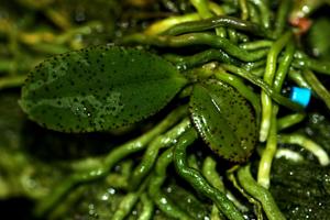 Phalaenopsis zhejiangensis