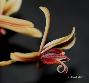 Cymbidium aloifolium