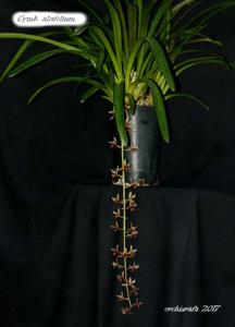 Cymbidium aloifolium