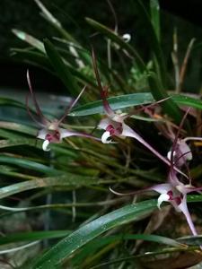 Dendrobium brevicolle