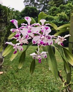 Vanda luzonica