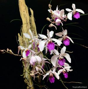 Holcoglossum kimballianum