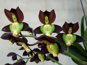 Catasetum tenebrosum