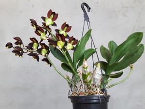 Catasetum tenebrosum