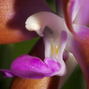 Phalaenopsis marriottiana