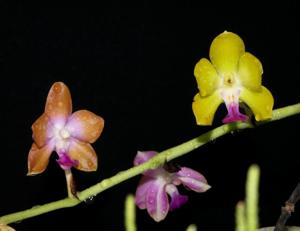 Phalaenopsis marriottiana