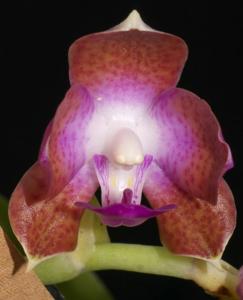 Phalaenopsis marriottiana