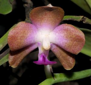 Phalaenopsis marriottiana