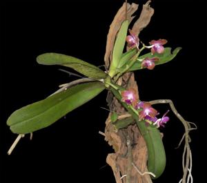 Phalaenopsis marriottiana