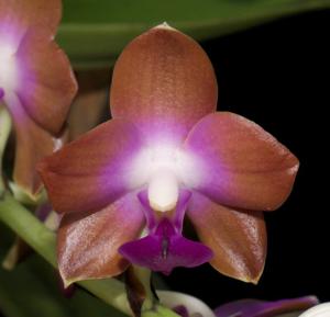 Phalaenopsis marriottiana