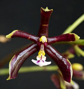 Phalaenopsis mannii