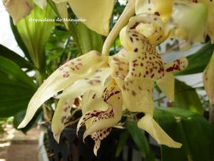 Stanhopea frymirei