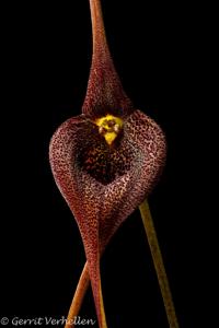 Masdevallia ayabacana