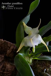 Aeranthes grandiflora