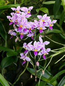 Phalaenopsis equestris