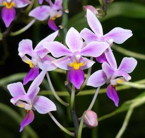 Phalaenopsis equestris