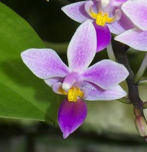 Phalaenopsis equestris