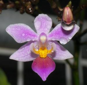 Phalaenopsis equestris