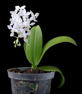 Phalaenopsis equestris