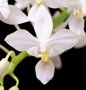 Phalaenopsis equestris