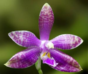 Phalaenopsis lueddemanniana