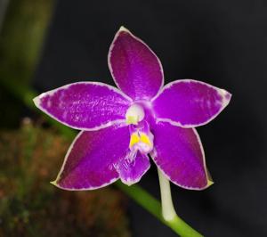 Phalaenopsis lueddemanniana