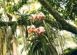 Vanda sanderiana