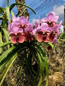 Vanda sanderiana