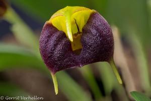 Masdevallia brachyura