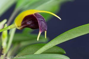 Masdevallia brachyura