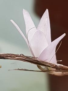 Dendrobium leptocladum